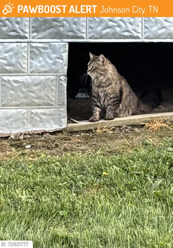 Found/Stray Unknown Cat last seen Indian ridge rd, Johnson City, TN 37604