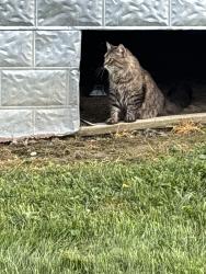 Found/Stray Unknown Cat last seen Indian ridge rd, Johnson City, TN 37604