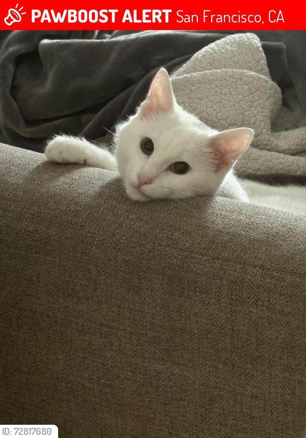Lost Male Cat last seen Excelsior, San Francisco, CA 94112