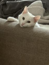 Lost Male Cat last seen Excelsior, San Francisco, CA 94112