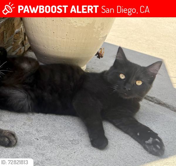 Lost Male Cat last seen Hidalgo St. and Edwin Pl., San Diego, CA 92117