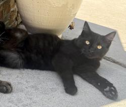 Lost Male Cat last seen Hidalgo St. and Edwin Pl., San Diego, CA 92117