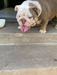 Found/Stray Female Dog last seen Capital hill high school , Oklahoma City, OK 73108