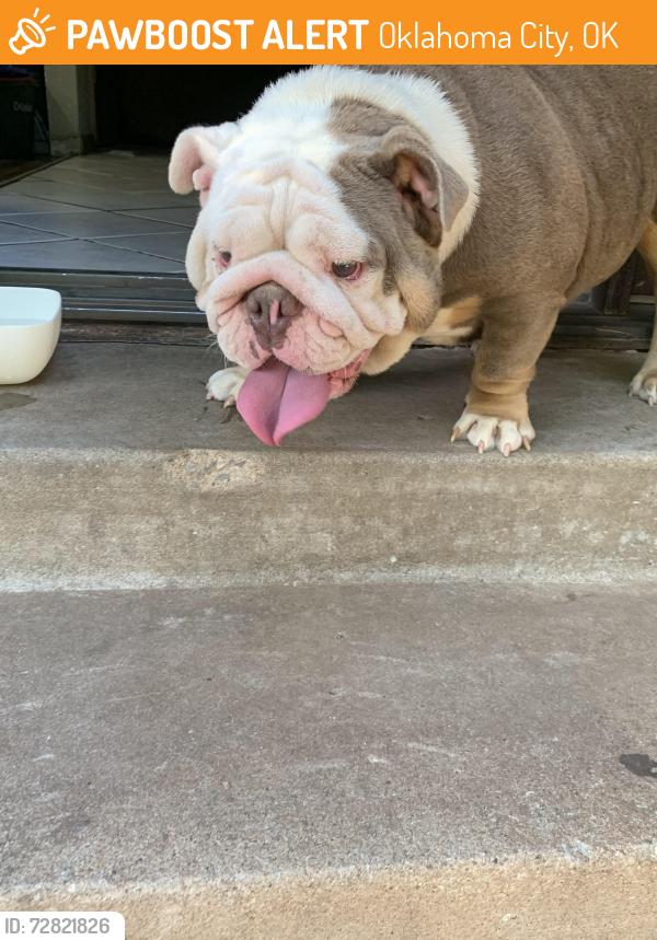 Found/Stray Female Dog last seen Capital hill high school , Oklahoma City, OK 73108