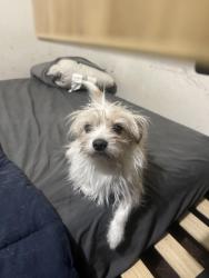 Lost Male Dog last seen Decatur dr, and ascot ave, Fayetteville, NC 28303