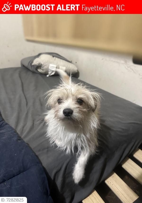Lost Male Dog last seen Decatur dr, and ascot ave, Fayetteville, NC 28303