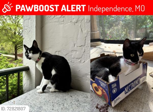 Lost Female Cat last seen Near S. Shrank Drive, Independence, MO 64055