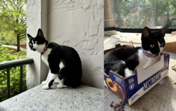 Lost Female Cat last seen Near S. Shrank Drive, Independence, MO 64055