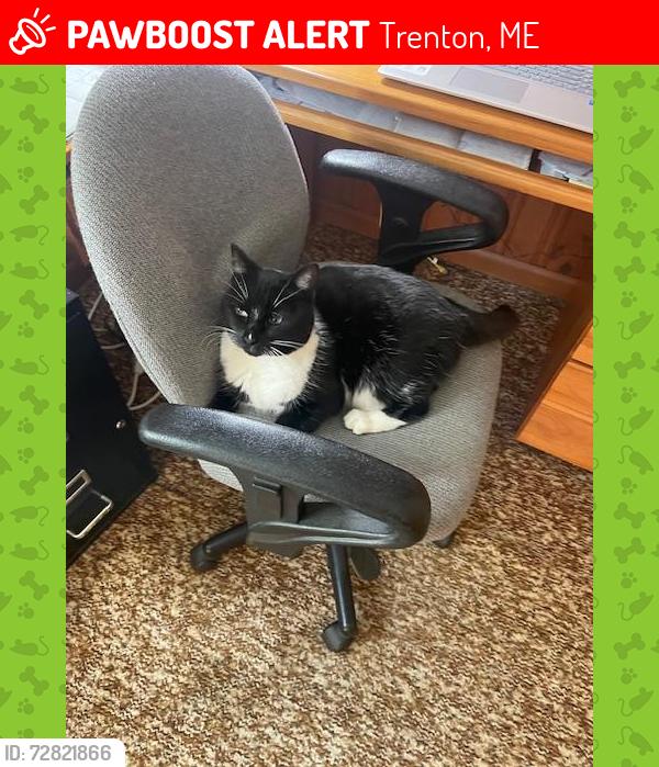 Lost Male Cat last seen Horse Farm Rd Trenton, ME, Trenton, ME 04605