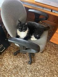 Lost Male Cat last seen Horse Farm Rd Trenton, ME, Trenton, ME 04605
