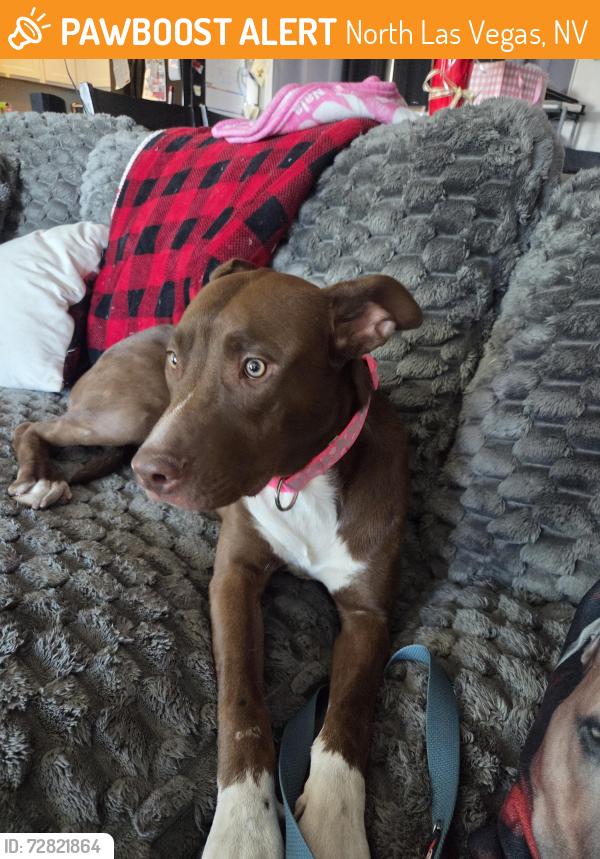 Found/Stray Female Dog last seen Mlk and Carey, North Las Vegas, NV 89030