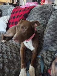 Found/Stray Female Dog last seen Mlk and Carey, North Las Vegas, NV 89030