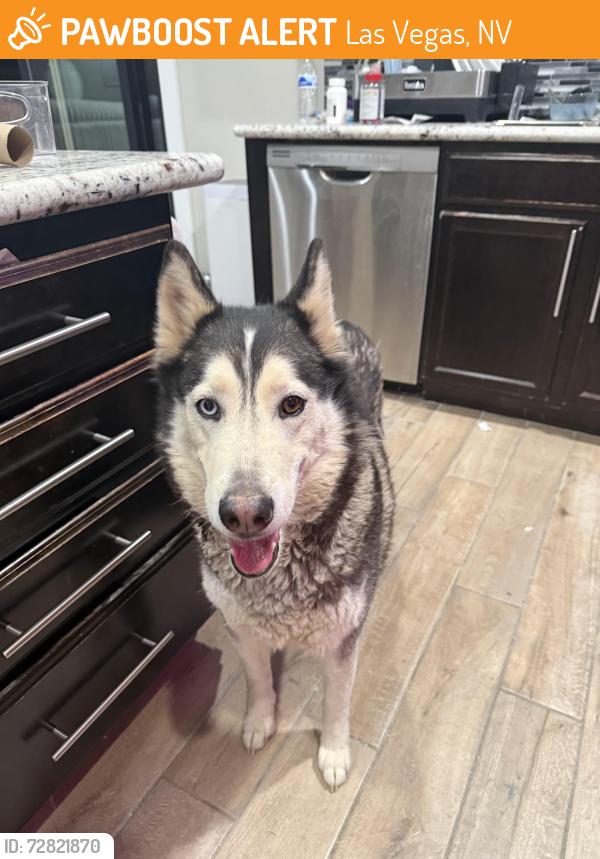Found/Stray Female Dog last seen Skye pointe and Cimarron rd, Las Vegas, NV 89131