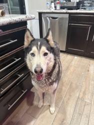 Found/Stray Female Dog last seen Skye pointe and Cimarron rd, Las Vegas, NV 89131