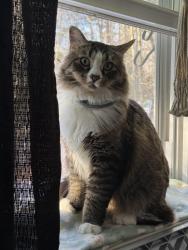 Lost Male Cat last seen Near center rd , Gray, ME 04039