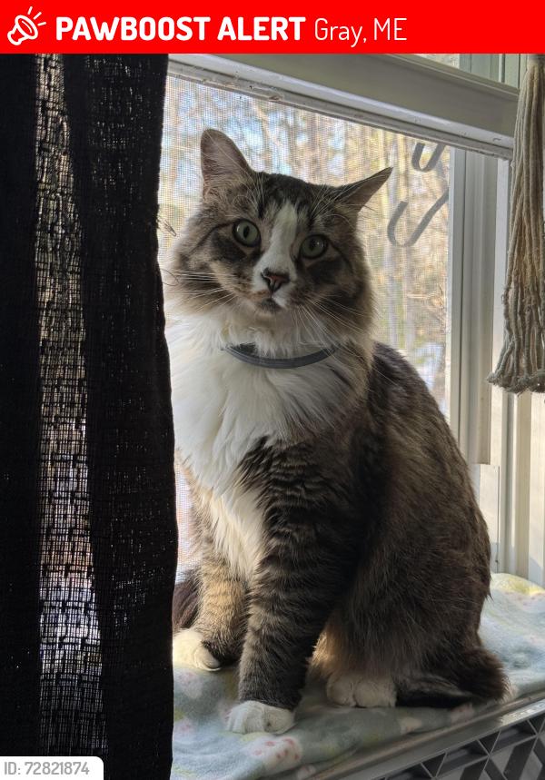 Lost Male Cat last seen Near center rd , Gray, ME 04039