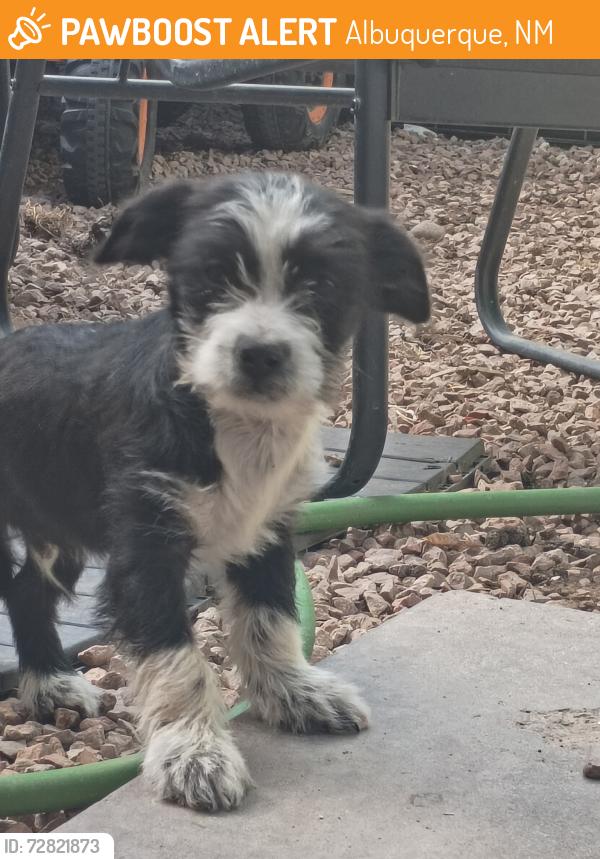 Found/Stray Male Dog last seen Near 6th St NW, Albuquerque, NM 87107, Albuquerque, NM 87107