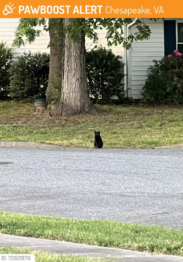 Found/Stray Unknown Cat last seen Woodbriar lane , Chesapeake, VA 23323