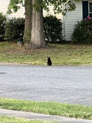 Found/Stray Unknown Cat last seen Woodbriar lane , Chesapeake, VA 23323