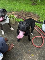 Reunited Female Dog last seen Trinity rd & walnut bend Cordova , Memphis, TN 38018