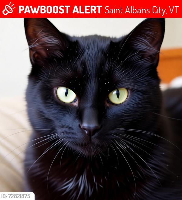Lost Male Cat last seen Nellys Pub and Grill, Amtrak Railroad drop off, Saint Albans City, VT 05478