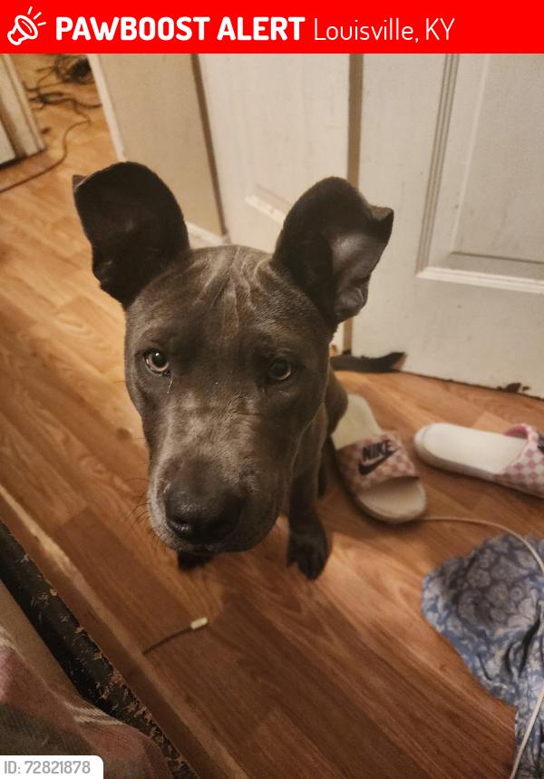 Lost Male Dog last seen Dollar general , Louisville, KY 40212