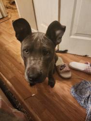 Lost Male Dog last seen Dollar general , Louisville, KY 40212