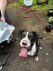 Reunited Male Dog last seen Trinity rd & walnut bend Cordova , Memphis, TN 38018