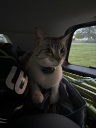 Found/Stray Unknown Cat last seen Kingston road and suburban apmts , East York, PA 17402