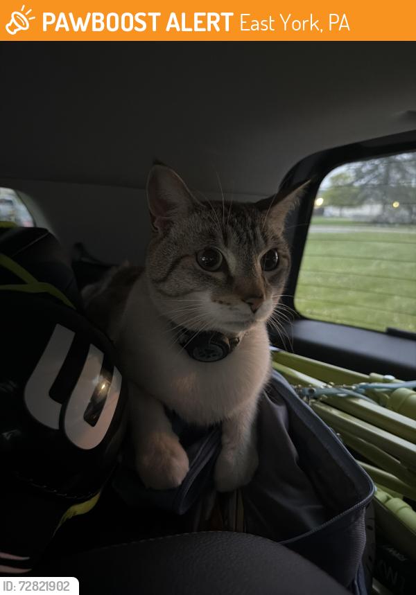 Found/Stray Unknown Cat last seen Kingston road and suburban apmts , East York, PA 17402
