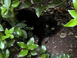 Found/Stray Female Cat last seen Near Cotton Mill Dr Raleigh NC 27612, Raleigh, NC 27612