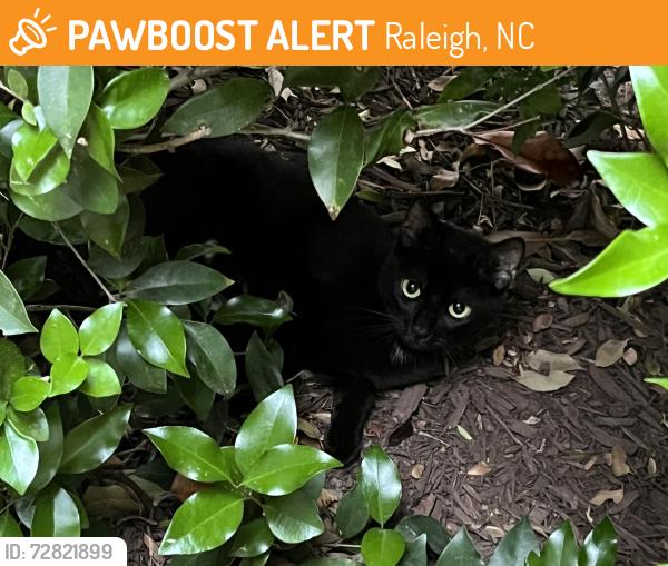 Found/Stray Female Cat last seen Near Cotton Mill Dr Raleigh NC 27612, Raleigh, NC 27612