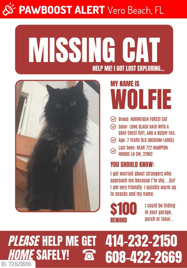 Lost Male Cat last seen Indian River Club, Vero Beach, Vero Beach, FL 32962