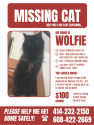 Lost Male Cat last seen Indian River Club, Vero Beach, Vero Beach, FL 32962