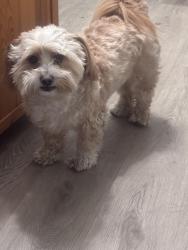 Lost Male Dog last seen Lankershim and strathern, Los Angeles, CA 91605
