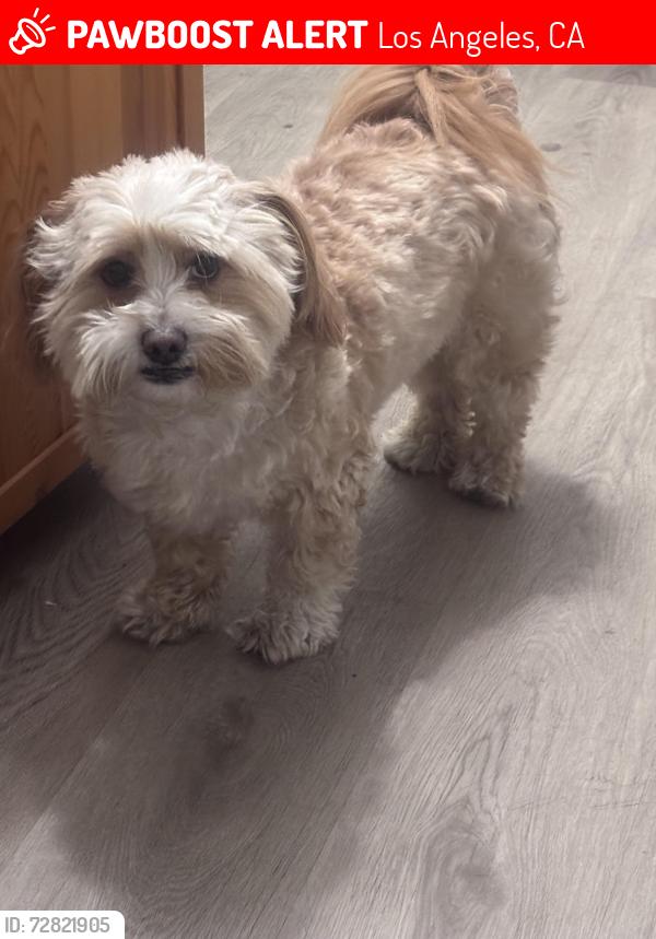 Lost Male Dog last seen Lankershim and strathern, Los Angeles, CA 91605