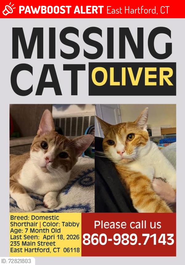 Lost Male Cat last seen Near D'Esopo Funeral ., East Hartford, CT 06108