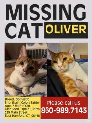 Lost Male Cat last seen Near D'Esopo Funeral ., East Hartford, CT 06108