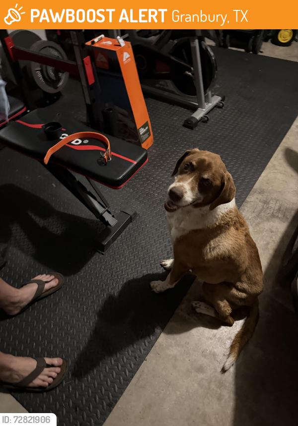 Found/Stray Female Dog last seen Highway 377 & Saratoga Blvd, Granbury, TX 76049