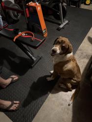 Found/Stray Female Dog last seen Highway 377 & Saratoga Blvd, Granbury, TX 76049