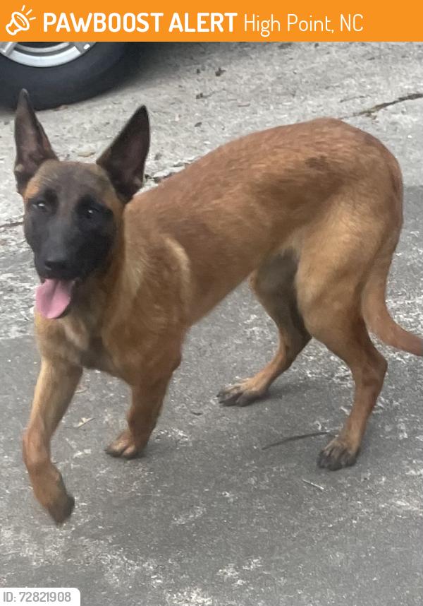 Found/Stray Female Dog last seen Woodrow and brookside, High Point, NC 27262