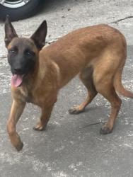 Found/Stray Female Dog last seen Woodrow and brookside, High Point, NC 27262