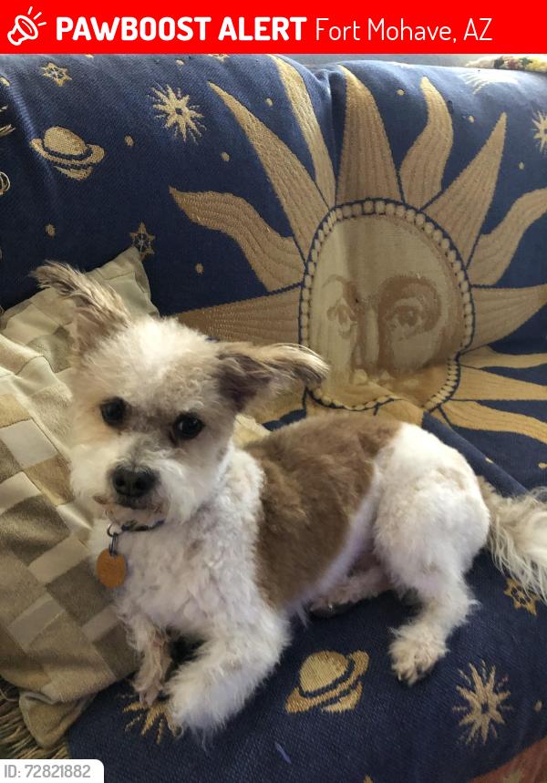 Lost Male Dog last seen Gardner and Cavalry, Fort Mohave, AZ 86426