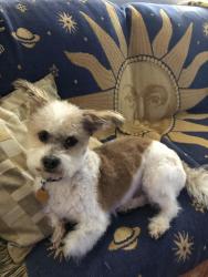 Lost Male Dog last seen Gardner and Cavalry, Fort Mohave, AZ 86426
