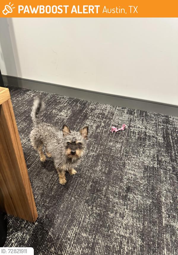 Found/Stray Male Dog last seen Juniper and branch street , Austin, TX 78702