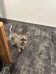 Found/Stray Male Dog last seen Juniper and branch street , Austin, TX 78702