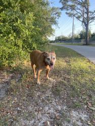 Found/Stray Female Dog last seen Anclote River Park, Holiday, FL 34691