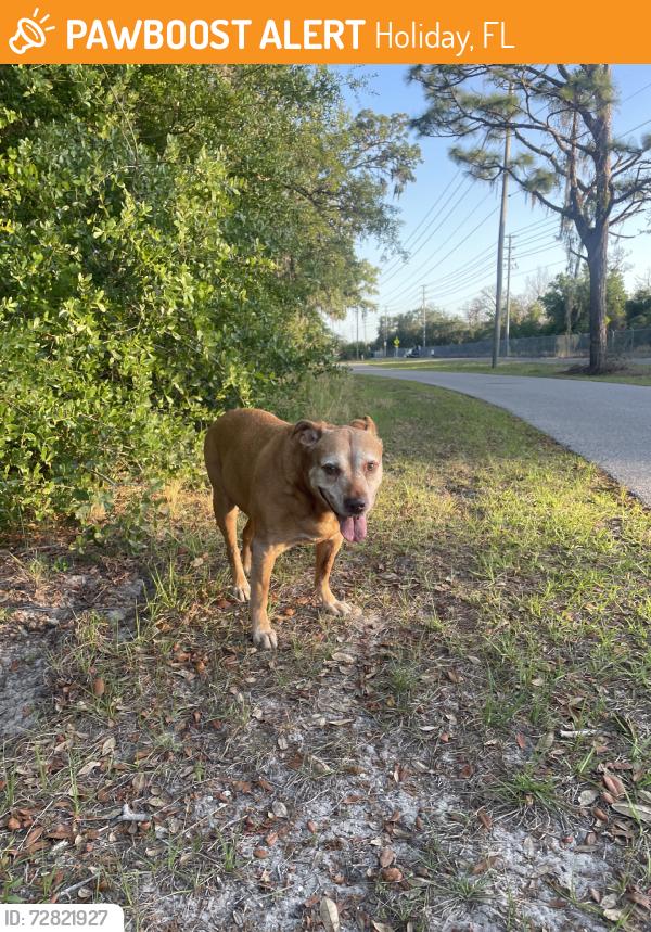 Found/Stray Female Dog last seen Anclote River Park, Holiday, FL 34691