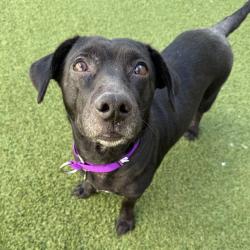 Shelter Stray Female Dog last seen , Los Angeles, CA 90018