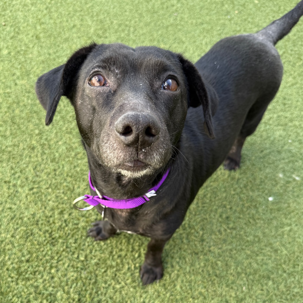 Shelter Stray Female Dog last seen , Los Angeles, CA 90018